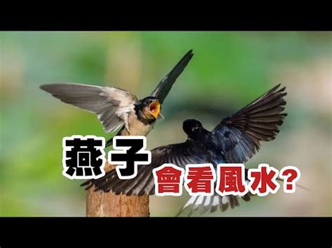 燕子攻擊人|燕子會看風水築巢？真相是人類「自作多情」 專家破解迷思 